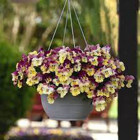 Strawberry Swirl Cool Wave, (F1) Pansy Seeds - Packet image number null